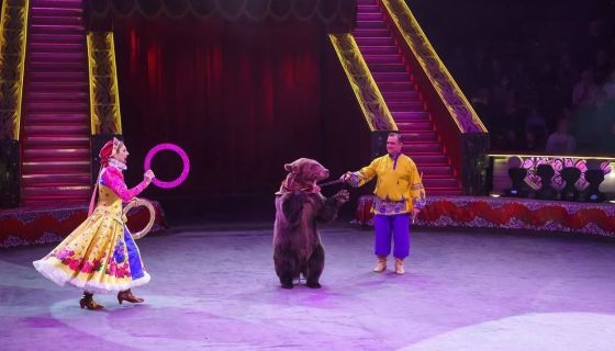 Цирк «Медведи на кабриолете»