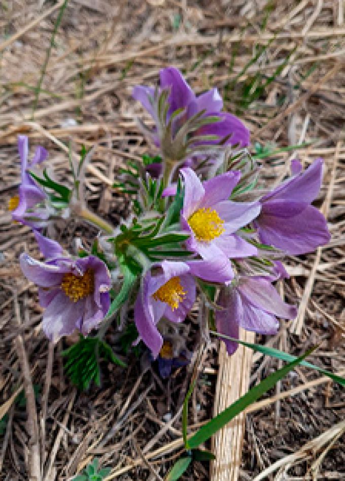 Весенний переполох. Концерт
