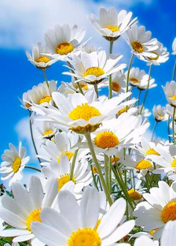 Ты живи, моя Россия! Концертная программа